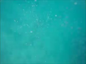 2K views · 25 reactions | Have you ever seen a fish waterslide? These...