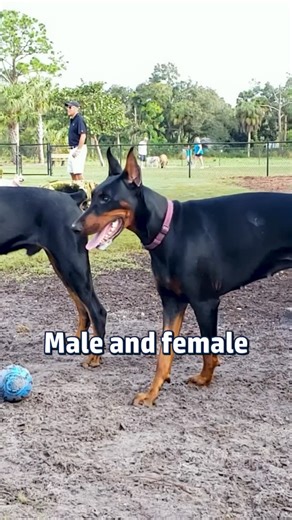 Doberman Planet on Instagram: "Male vs Female Dobermans: The Real Differences 🔍 #DobermanTraining #DogBehaviourInsights #DobermanOwners #CaninePsychology #WorkingDogs #DogEducation #DobermanPlanet"