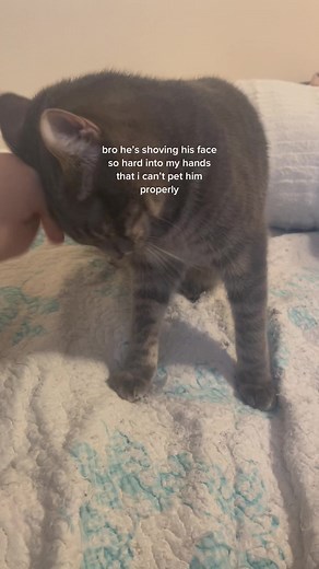 Understanding Cat Behavior: Dealing with Biting and Pushing