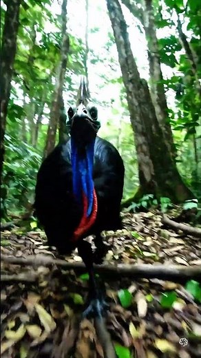Real Life Dinosaur CHASE! 😱 Cassowary Attack Caught on Camera!