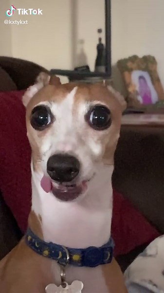 Adorable Italian Greyhound Puppy with Big Eyes
