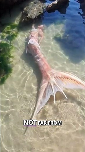 Mermaid Discovered Washed Up On Beach In Jamaica