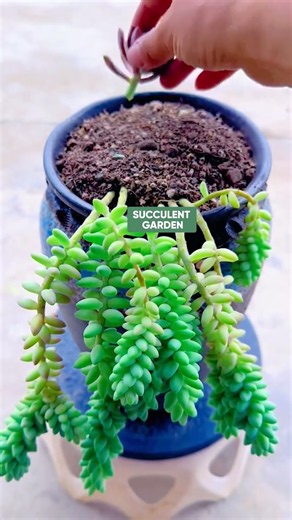 Creative Succulent Decor Ideas Anyone Can DIY! 🌵✨