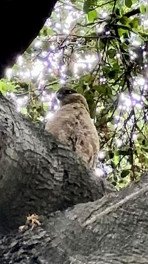 Can you believe it? A Cooper’s hawk actually got scared off by a fearless mockingbird!… #bird #birds #lovebird #lovebirds #birdwatching #birdlover #birdlovers #birding #coopershawk #hawk #hawks #mockingbird #mockingbirds | Bird Chenterin