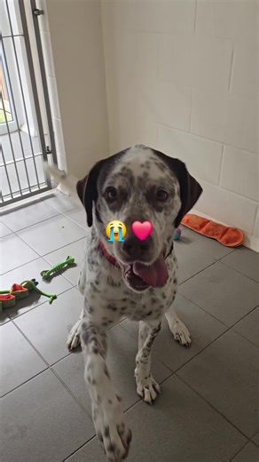 Join Our Mission to Save Dogs and Cats in Kent