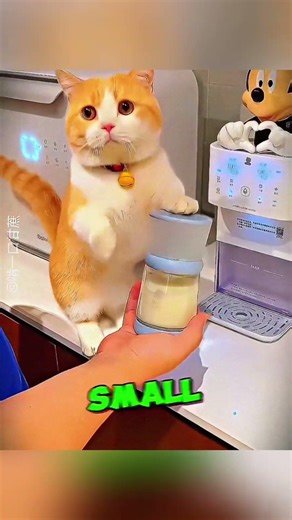 The cat got jealous of the baby #shorts #cat #commentary #catlover #kitten #animals #viral #trending