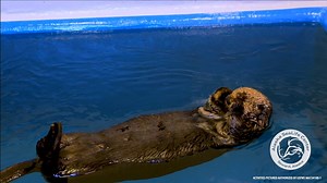 We need your help to feed Zippy the sea otter! This 81lb male Northern sea otter was found in Resurrection Bay with a zip tie embedded into his paw and is now recovering from his wound at the Alaska SeaLife Center. It costs about 70 dollars a day to feed Zippy. If 200 people donate just 10 dollars each we could feed Zippy for an entire month! Help Zippy>>> www.alaskasealife.org/donate | Alaska SeaLife Center