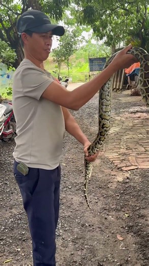 아마존 열대우림에 서식하는 비단뱀이 마을 주민의 집에 들어왔습니다. #cobra #python #danger #shorts