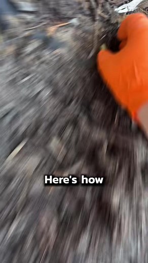 4.9K views · 12 reactions | How to get rid of moles! There is an easy way to get rid of moles in your lawn and it is super simple. Just use mole bait shaped like worms. It might not get them all right away, but try a few times and your mole infestation will be taken care of before long #moles #mole #rodents #animalcontrol #wildanimals #infestation #diy #diypestcontrol #pestcontrol #homeowner | Pest Badger | Facebook