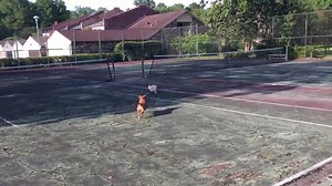 3.4K views · 76 reactions | Look at Jax! He is a 7 to 8 month old Maltese poodle mix puppy and is available for adoption. He’s very playful, active, and housetrained. A secure fenced in backyard and a good established vet reference is required. Please email us at creolepoodlerescue@yahoo.com for an app and our adoption process. | Creole Poodle Rescue | Facebook