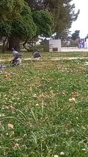 Pigeons Fighting for Food 😂🐦🔥#funny #animals #viral #shorts 😆