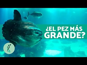 The 10 Biggest Fish in the World 🐟 (What are the Biggest Fish?)