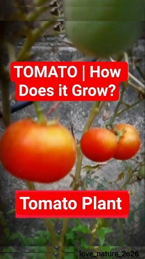 TOMATO | How Does it Grow? #short #tomato #gardening #nature #plants #love_nature_2o26