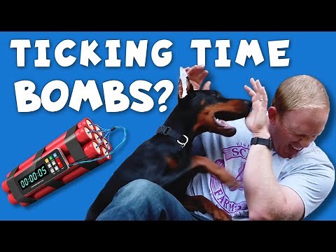 Why Do Dobermans Turn on Their Owners?