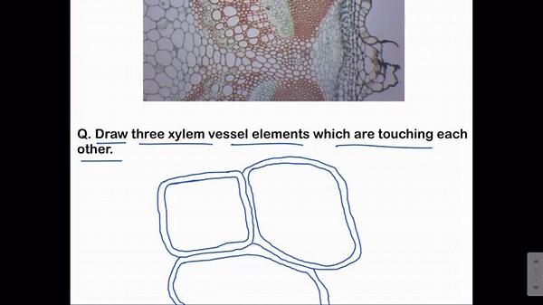 High power drawing of cells | AS Level Biology