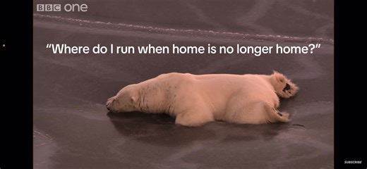 Save the Polar Bears: Awareness for Their Survival