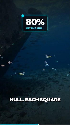 What's the secret behind 200 organisms per square meter on this wreck?