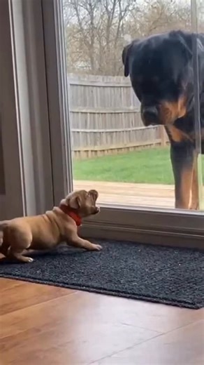 30K views · 553 reactions | runs its mouth, until windows opens up… | AI Dog Scientist | Facebook