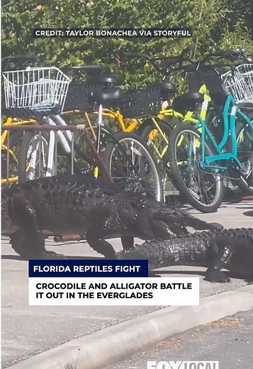 Crocodile vs Alligator Battle in Everglades National Park