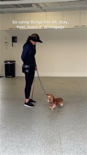 How to Help a Reactive Dog to Be Calm