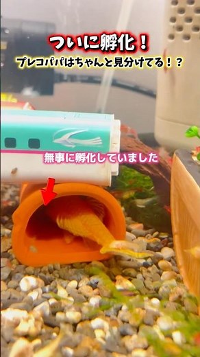ついに孵化！チビプレコ発見 #アクアリウム #プレコ #熱帯魚