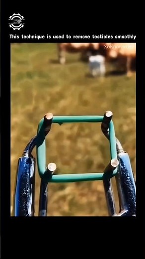 Goat Banding technique 🐐