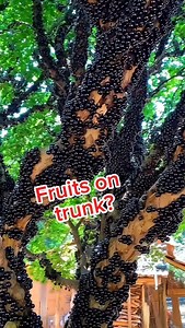 🌳🍇 Meet the Jabuticaba Tree! 🍇🌳 This incredible tree, native to Brazil, grows its fruit right on the trunk and branches! Known as Jabuticaba, these dark purple grapes look like something out of a fantasy world. 👉 The fruit is sweet, juicy, and full of antioxidants. Locals eat them fresh, make jams, wines, and even liqueurs. It’s often called the “Brazilian grape tree,” but unlike regular grapes, Jabuticaba doesn’t grow on vines—it clings directly to the tree bark! Would you try this rare fr
