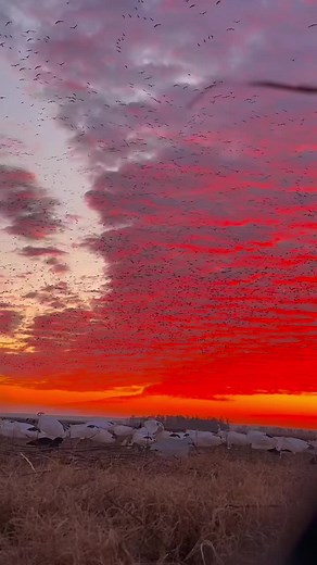Ain’t nothing better then this #fyp #goose #killer #ducks #waterfowl #migration #hunting #snow @Drew Cole @zach_parrish_