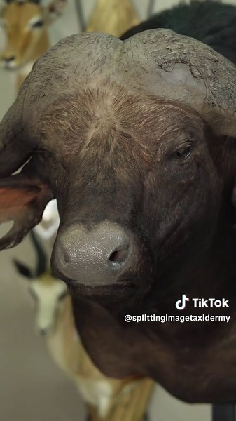 The finishing process involves cleaning the skin of any leftover mounting material, putty work and layering paint to return the animal’s natural colours. Our talented finishing team adds the final details to each piece to capture your trophy just the way you remember it. #worthremembering #splittingimagetaxidermy #taxidermy #huntingafrica #buffalomount #finishing #asmr #shouldermount #process #fyp #fypsa #fypusa #foryoupage #foryoupagesouthafrica #🇿🇦 #🇺🇸 #taxidermyart #hunter