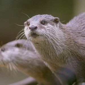 27K views · 104 shares | It's time for Katut, the baby small-clawed otter to have a check up! | National Geographic Animals | Facebook