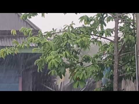 30 Minutes Non-Stop Rain on Tin Roof | Real Thunder Sounds | No Loops