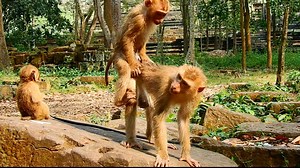 Oh no...they are just too small why do they decide to do like this??? | Adorable Monkey