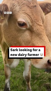 🧑‍🌾🐮 Fancy moo-ving to Sark for this job? | BBC Guernsey