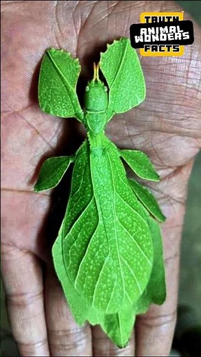 Meet the Leaf Insect: Nature's Camouflage Expert! #animalwonders