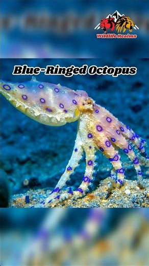 The Blue-Ringed Octopus: Cute… But DEADLY 🐙💙💀#blueringedoctopus #nature #wildlife #octopus #ocean