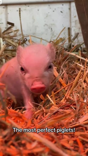 SoCalMiniPigs on TikTok