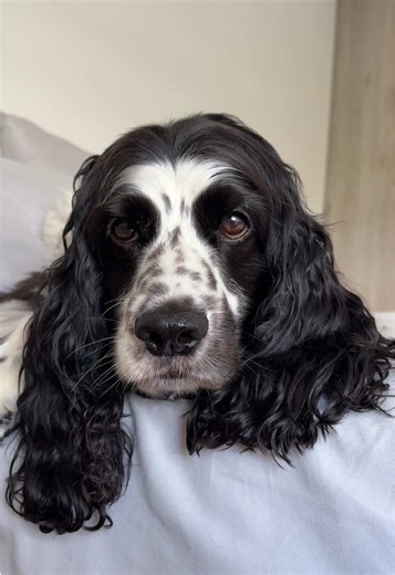 Si tienes un perrito que convulsiona, llévalo al veterinario y no olvides preguntar esto. Recuerda, siempre que puedas, pide una segunda opinión 👀🤎🐾 #epilepsiaenmascotas #discinesia #cocker #seniordog #consejos