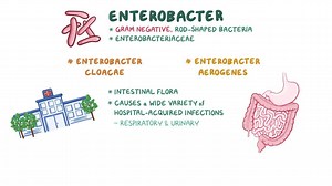 Video: Enterobacter - Video Explanation! | Osmosis | Osmosis