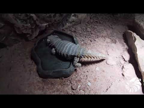 How to setup for Ouroborus Cataphractus (Armadillo Lizard)