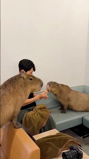 카피바라랑 커피 마실 수 있는 카페