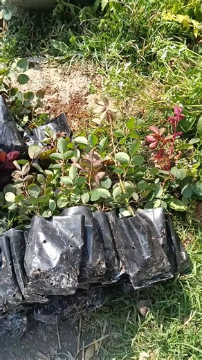 Bharati Nursery on Instagram: "M:- 9091486874 Hybrid English Rose Plant Today Dispatch Only wholesale More information Call 9091486874 Visit Website - bharatinursery.com https://maps.app.goo.gl/iiPpgtDhYbhm74oD8 From - Deulti Bagnan Howrah Other plant available here's #nursery #rose #dehli #trendingreels #plantsmakepeoplehappy UttarPradesh kolkata"
