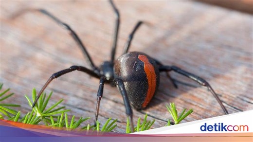 Mengenal Sistem Pernapasan Hewan Lengkap dengan Penjelasannya