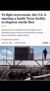 Edinburg, TX is about to become the launch site for 10.4 BILLION Radiation-Sterilized flies. Here’s why: A dangerous parasite called the screwworm fly is moving north from southern Mexico, threatening the Rio Grande Valley. These flies lay eggs in open wounds, and their larvae eat living tissue — devastating livestock, wildlife, and even pets.To stop a full-blown outbreak, the USDA is launching an aggressive emergency response — and it’s starting right here in Edinburg. 🛩️ Each week, over 100 m