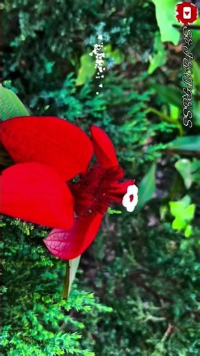 janam janam pain chaluthiba sathi hei❤🙈!! odia love song status❤🥰#viral #shorts #odiastatus #unique