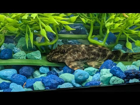 Clown Pleco Care Guide 🐟 | Tank Setup, Diet, Driftwood & Beginner Tips (Complete Pleco Guide)