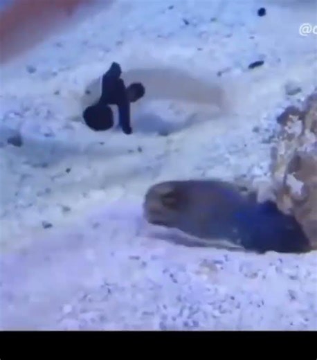 the last fight of fish 😅#1millionviews #funny #animaldub #comedydub #viral