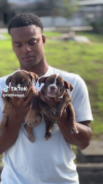 Micro Bullies Are Amazing ‼️ Take A Look At These Two Babies Aren’t They Adorable 🥺 Both Covered In That Chocolate And Tan Coat #tuffkennel #fyp #fypシ゚viral🖤tiktok #dogsoftiktok #microbully #microbullypup #microbullypuppies #exoticbully #exoticbullypuppies #exoticbullies #pitbull #trinitiktokers🇹🇹🆙️🔥 #caribbeantiktokeurs🇭🇹🇬🇾🇹🇹🇸🇷🇯🇲 #doginfluencer #cutepet #christmas #chocolate #teacupdogs #teacuppuppies