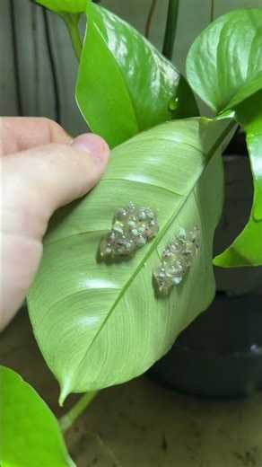 Lemur leaf frog eggs! #lemurleaffrog #treefrog #frog #tadpole #frogspawn