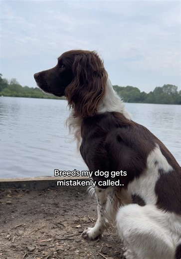 Understanding Different Spaniel Breeds