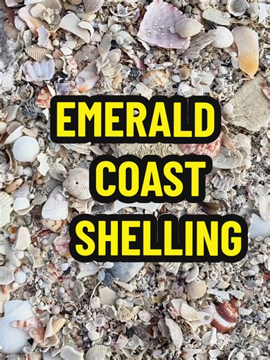 Shelling Florida's Emerald Coast 😍 #florida #seashell #beach #beautiful #travel